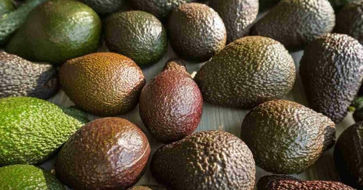 Jak wybrać dobre awokado? Sprawdzone sposoby