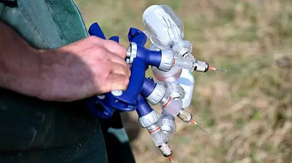 Choroba „niebieski język” w Europie: co trzeba wiedzieć