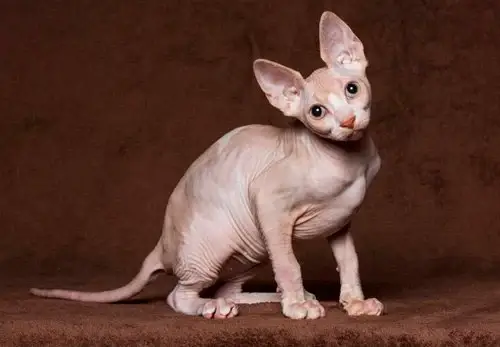 Dlaczego Niderlandy zakazały kotów Scottish Fold i Sphynx oraz czy Polska pójdzie tą drogą