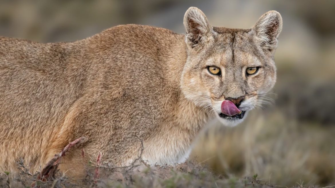 Puma w Zachodniopomorskiem? Ostrzeżenia, miejsca i zasady bezpieczeństwa