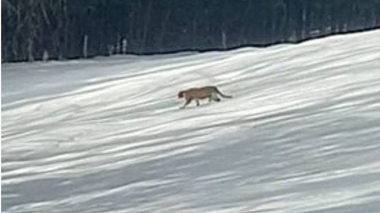 Puma w Zachodniopomorskiem? Ostrzeżenia, miejsca i zasady bezpieczeństwa