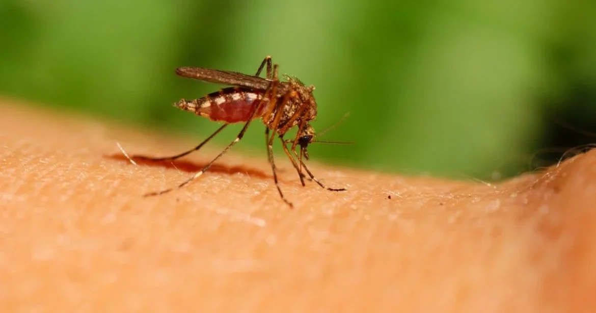 Choroba Denga: co to jest, objawy, faza krytyczna, leczenie i szczepionka w Polsce