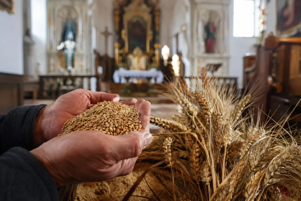 poświęcone ziarno zbóż przygotowane do jesiennego siewu w polskiej tradycji Matki Boskiej Siewnej